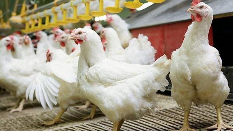 Gripi i shpendëve përhapet edhe në një qytet tjetër