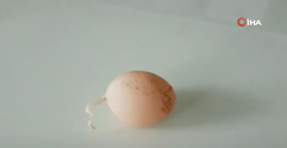 Çudi e madhe në Turqi, pulat bëjnë vezë me bisht: Shenjë nga Zoti!