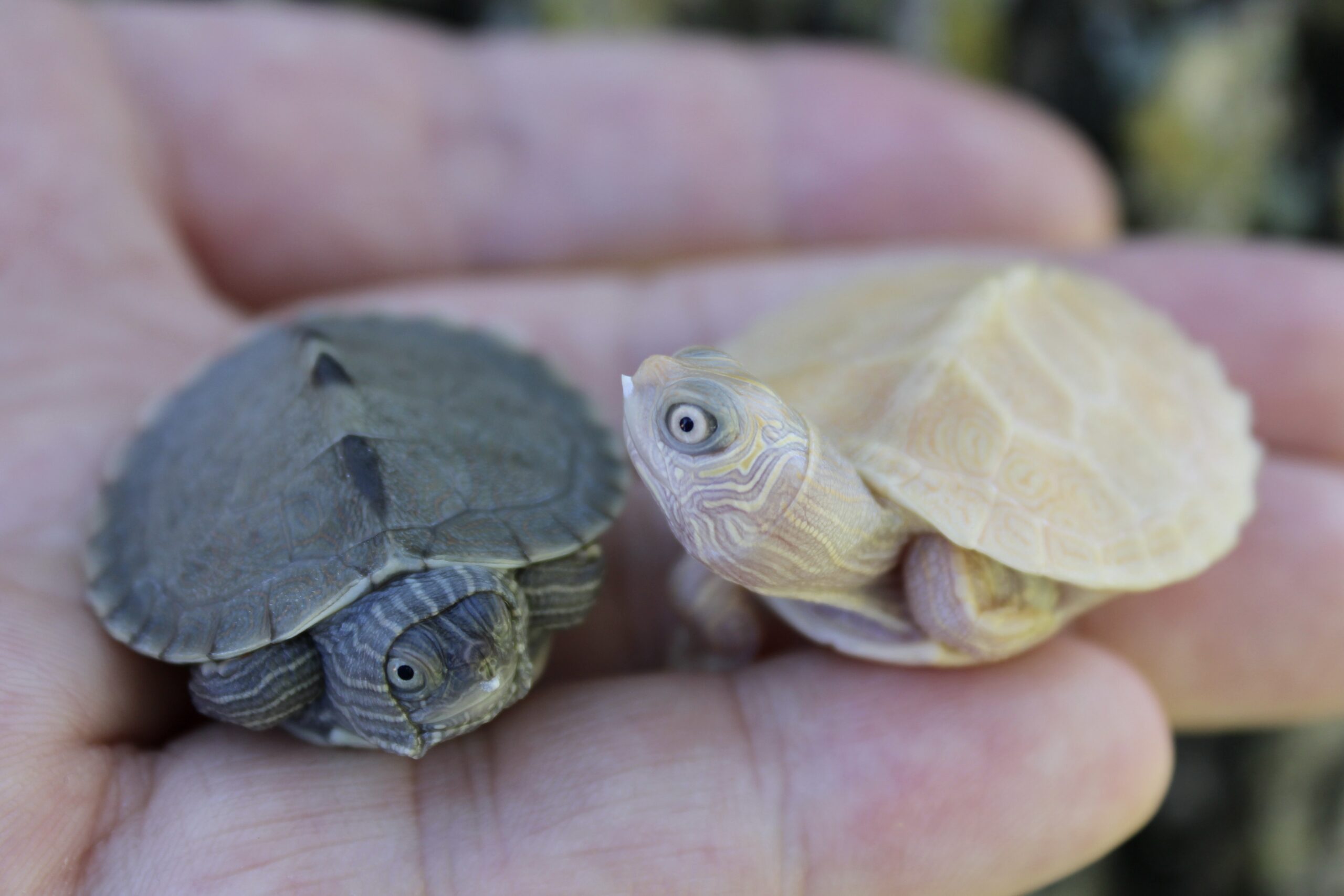 White Mississippi Map Turtle Albino Turtles IMG 1824 Scaled 