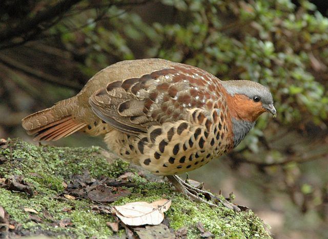 pic Mountain Bamboo Partridge Call chinese bamboo partridge alchetron
