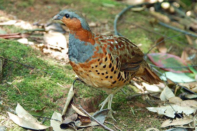 pix Mountain Bamboo Partridge Call chinese bamboo partridge alchetron