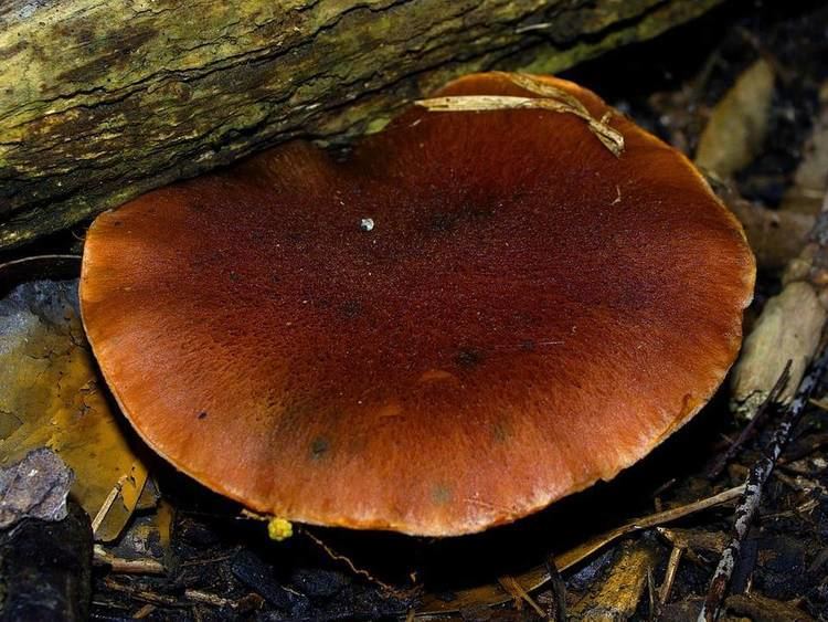 pix Identification Gymnopilus Purpuratus alchetron