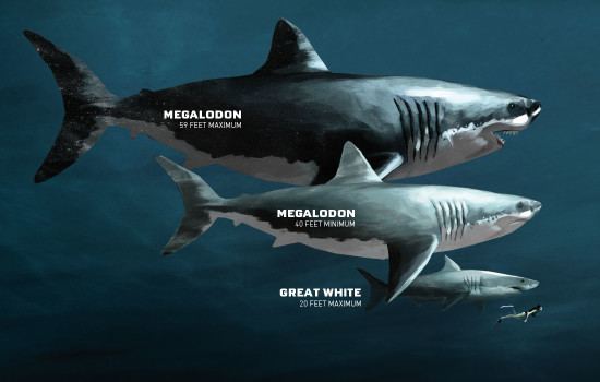 picture Mosasaurus Vs Megalodon Size megalodon alchetron the free social