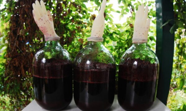 Иллюстрация к материалу «Вино из винограда сусло перестало бродить. Почему вино не бродит что делать»