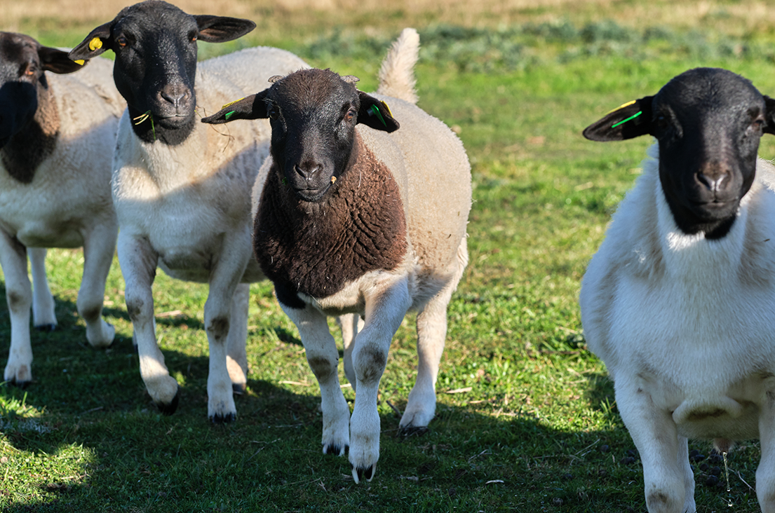 four dorper sheep running in a green field