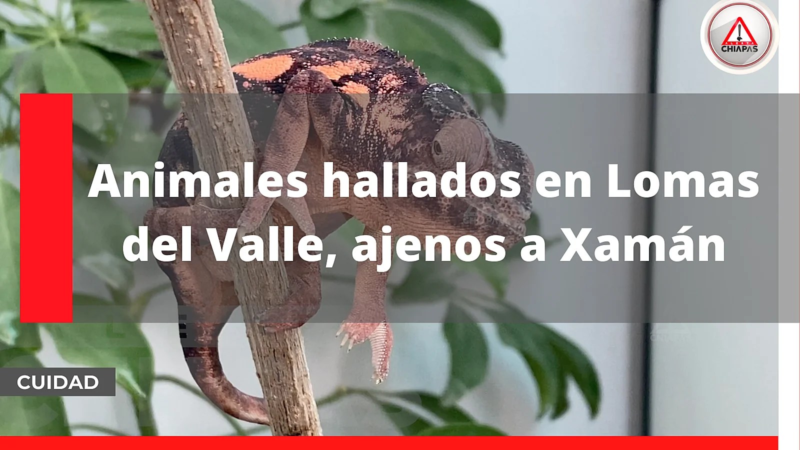 Animales hallados en Lomas del Valle, ajenos a Xamán