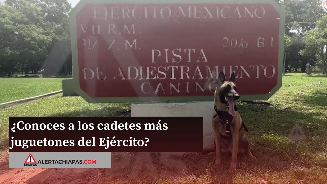 ¿Conoces a los cadetes más juguetones del Ejército?