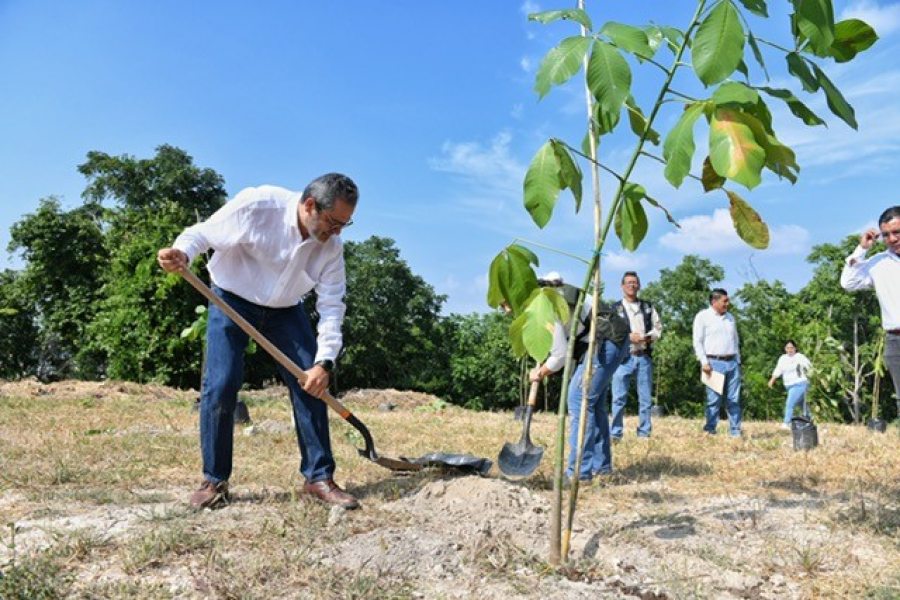 Con árboles nativos, reforestan la colina de la UNACH