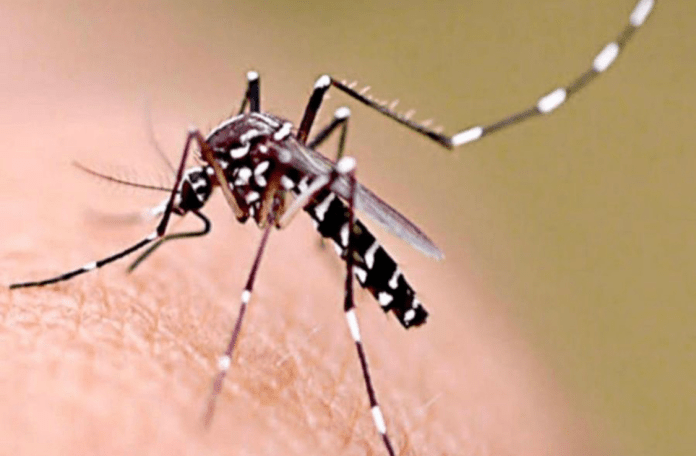Fumigación y abatización contra el mosco transmisor del dengue