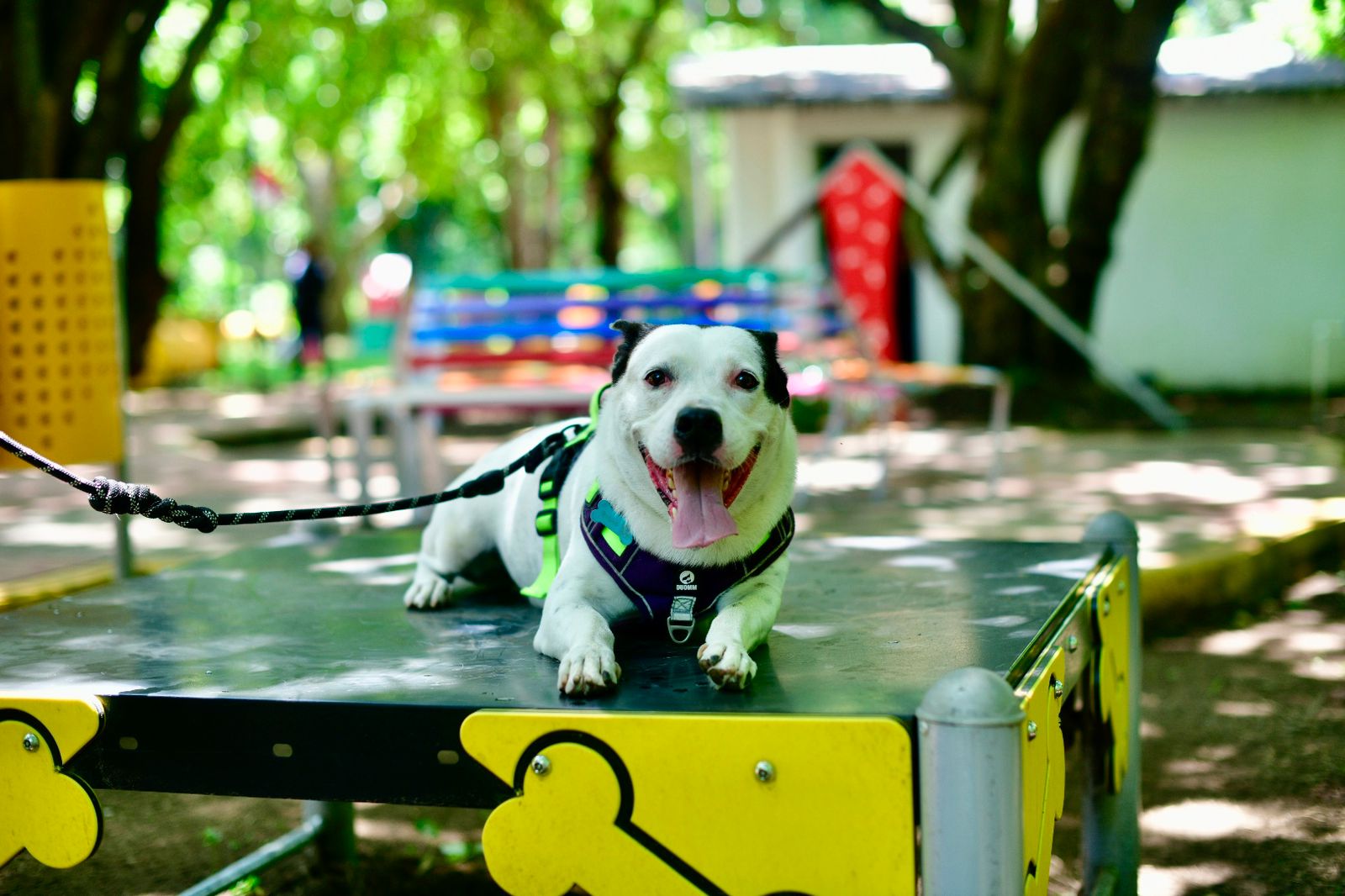 Tapachula Impulsa la Conciencia Animal con el Exitoso “Lomitos Fest”