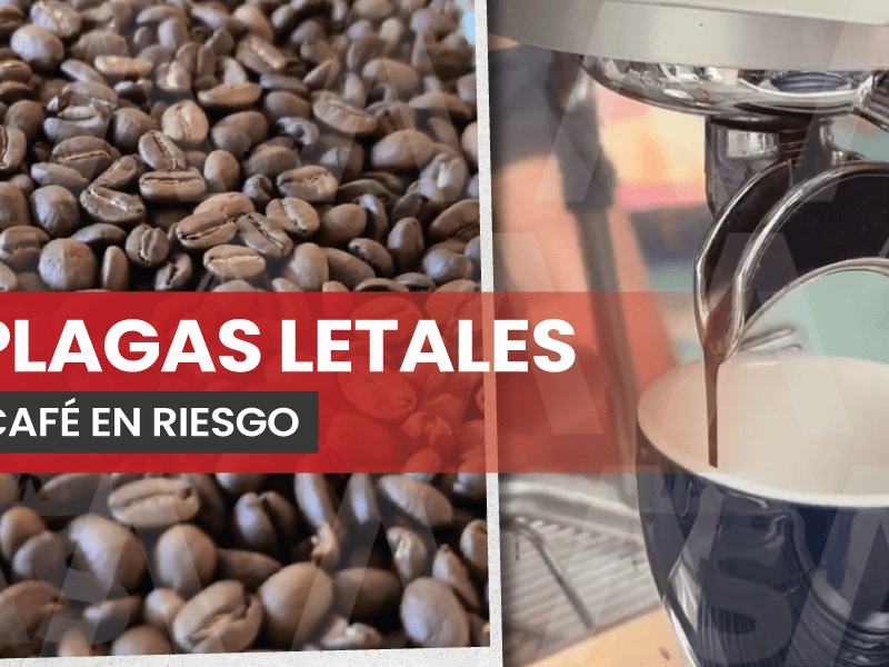 Productores advirtieron que la roya, la broca y el ojo de gallo amenazan las plantaciones y han reducido la producción de café. Señalaron que, además de las plagas, enfrentan falta de apoyos para combatirlas.