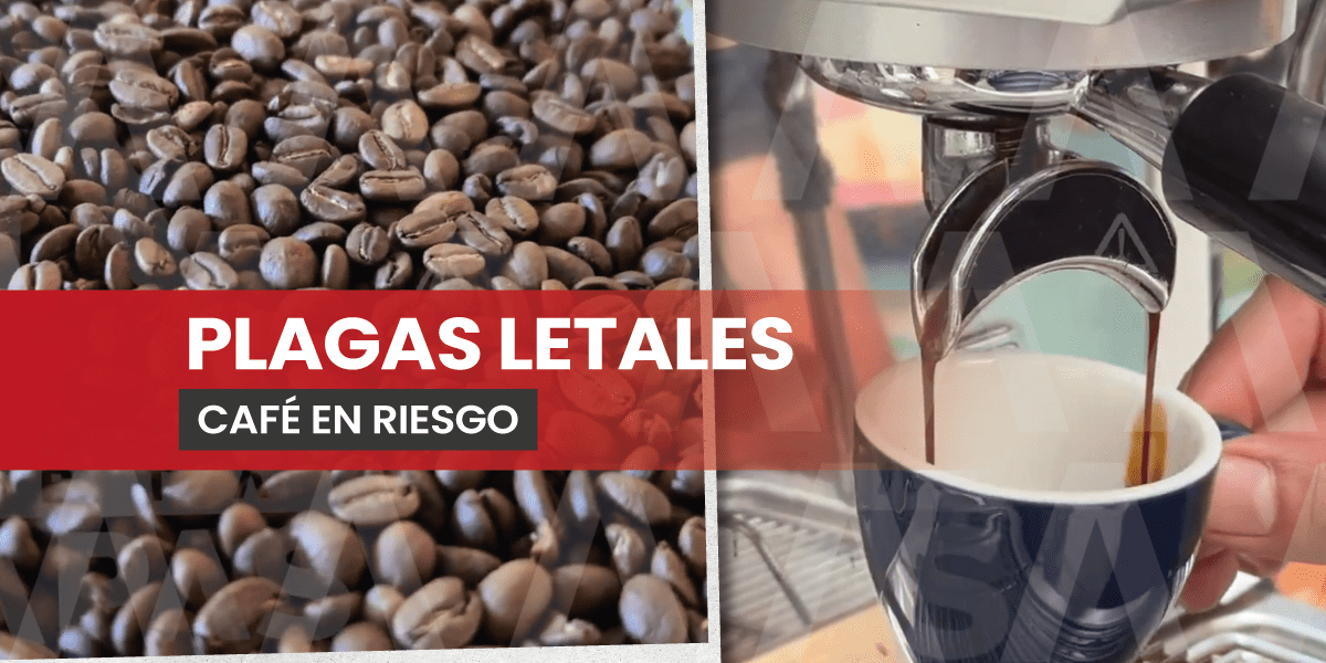 Productores advirtieron que la roya, la broca y el ojo de gallo amenazan las plantaciones y han reducido la producción de café. Señalaron que, además de las plagas, enfrentan falta de apoyos para combatirlas.