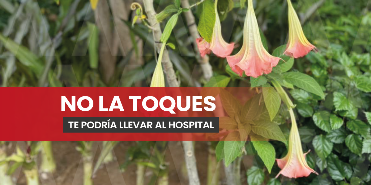 ¡Hay veneno en el Parque Central de Tuxtla!