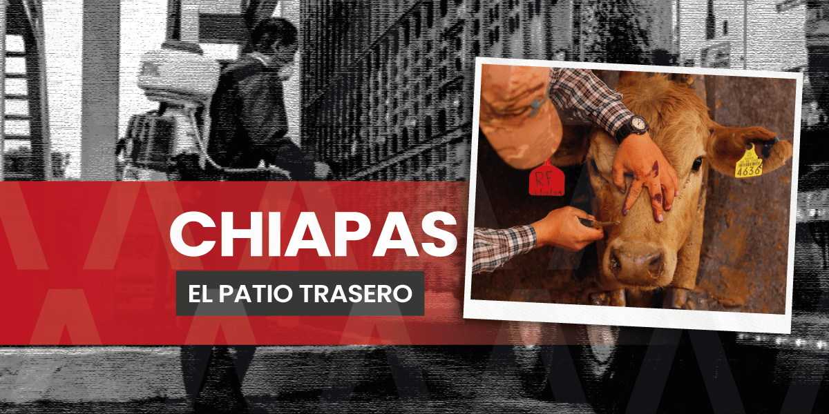 Chiapas, la zona cero del gusano barrenador en México