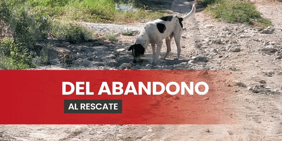 Ayudando a patitas callejeras