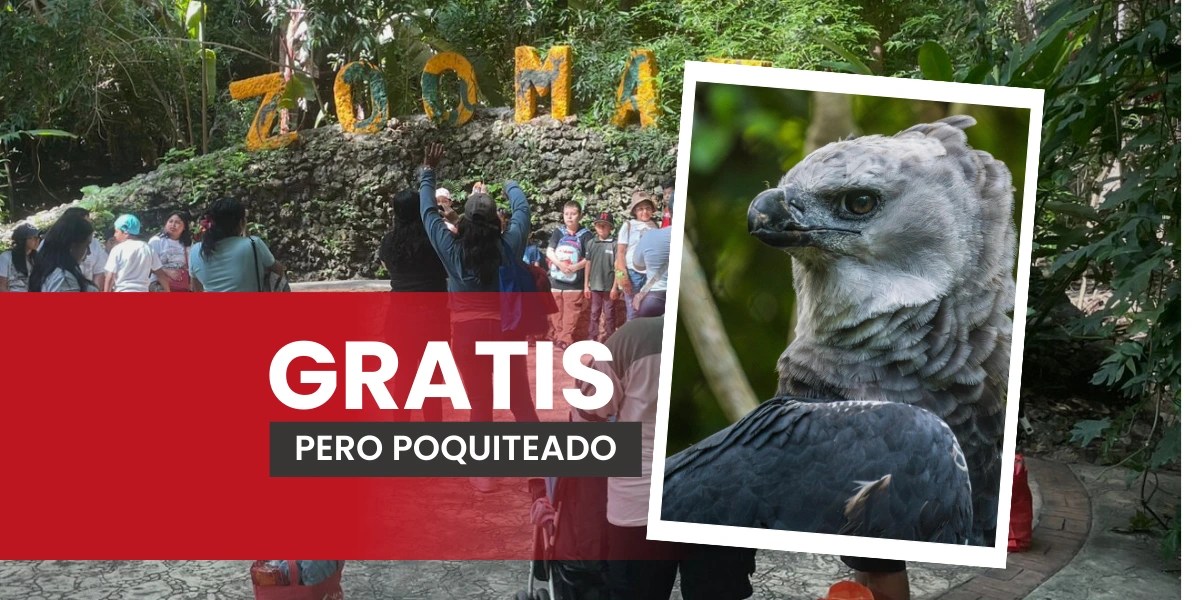 Acceso a ZOOMAT será gratuito pero sin todas las especies en exhibición