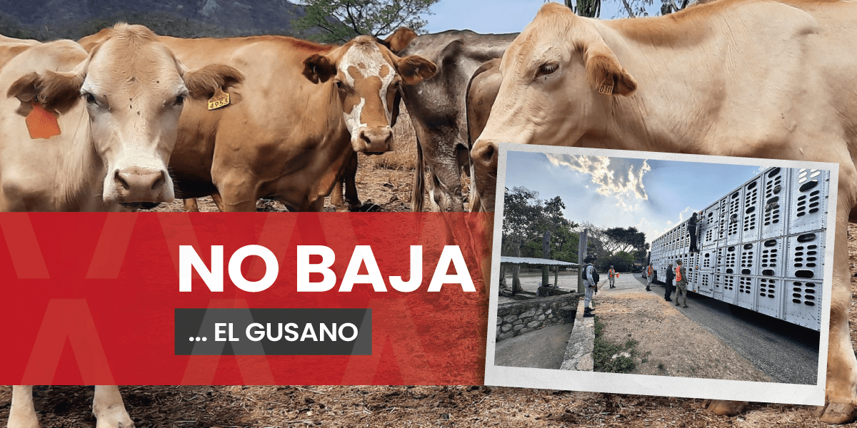 Más de 5 mil casos de gusano barrenador lleva acumulados Chiapas