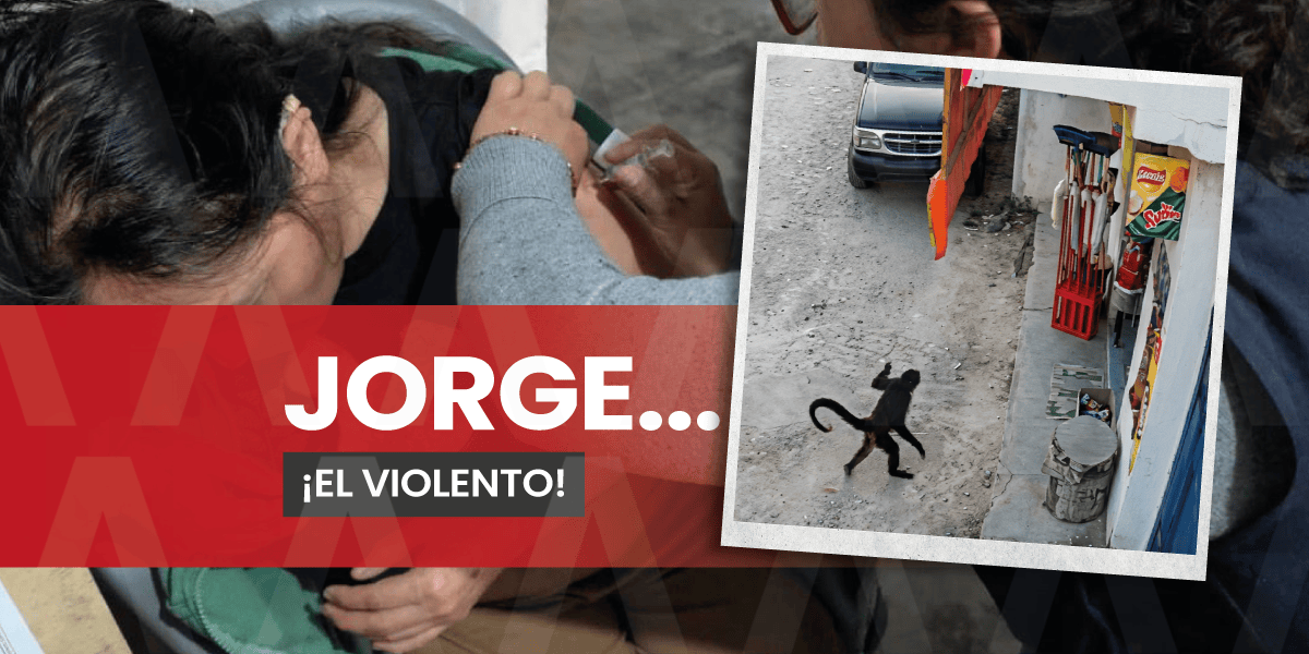 Ataque de mono en Comitán