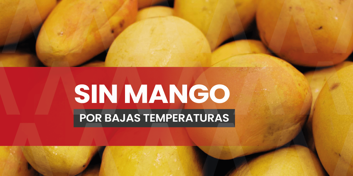 Hasta 20 por ciento de merma en la producción de mango Ataúlfo en Chiapas