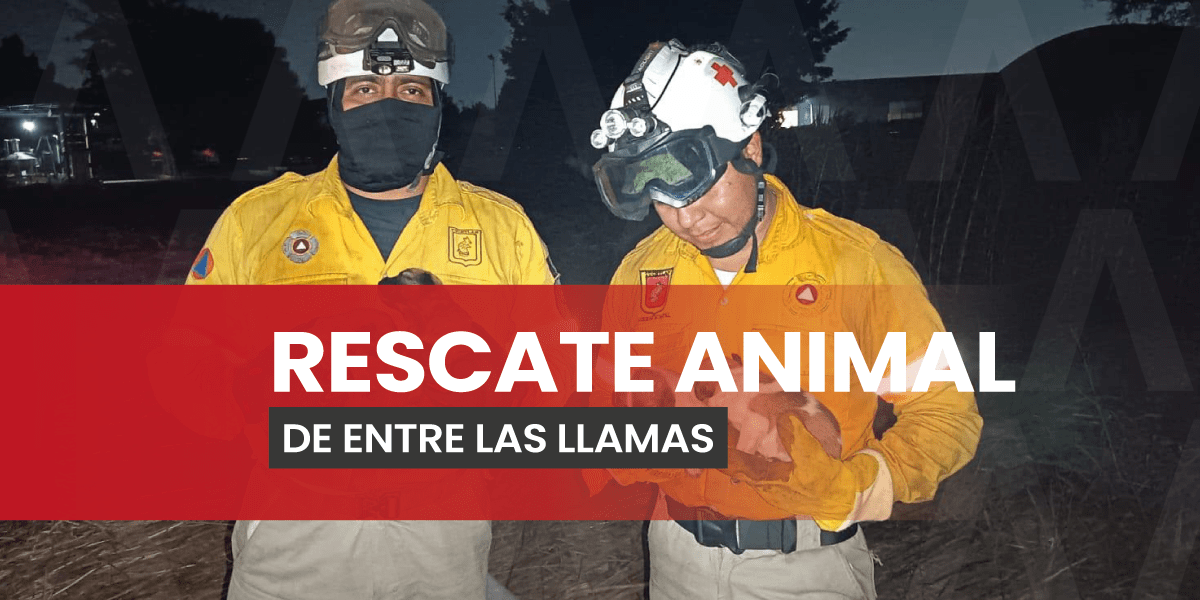 Rescatan fauna de entre las llamas