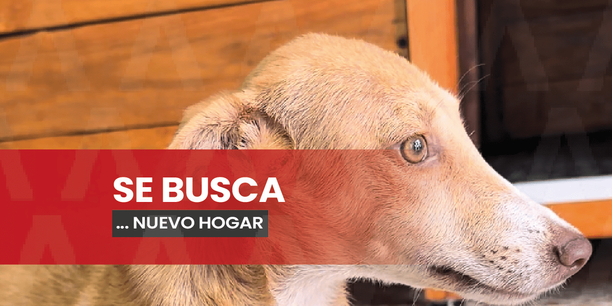 PROFEPA rescató a una perrita en Puerto Arista y busca adoptantes en Chiapas