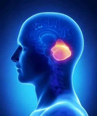 Dopamine rewards