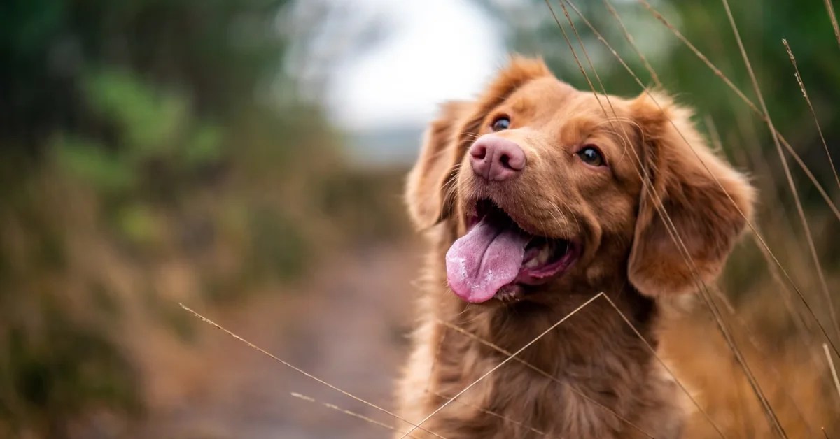 Pets Dog