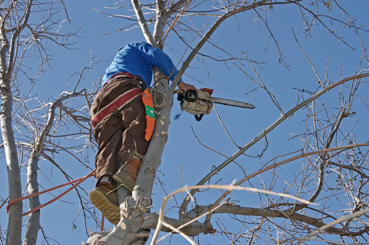 Tree Care