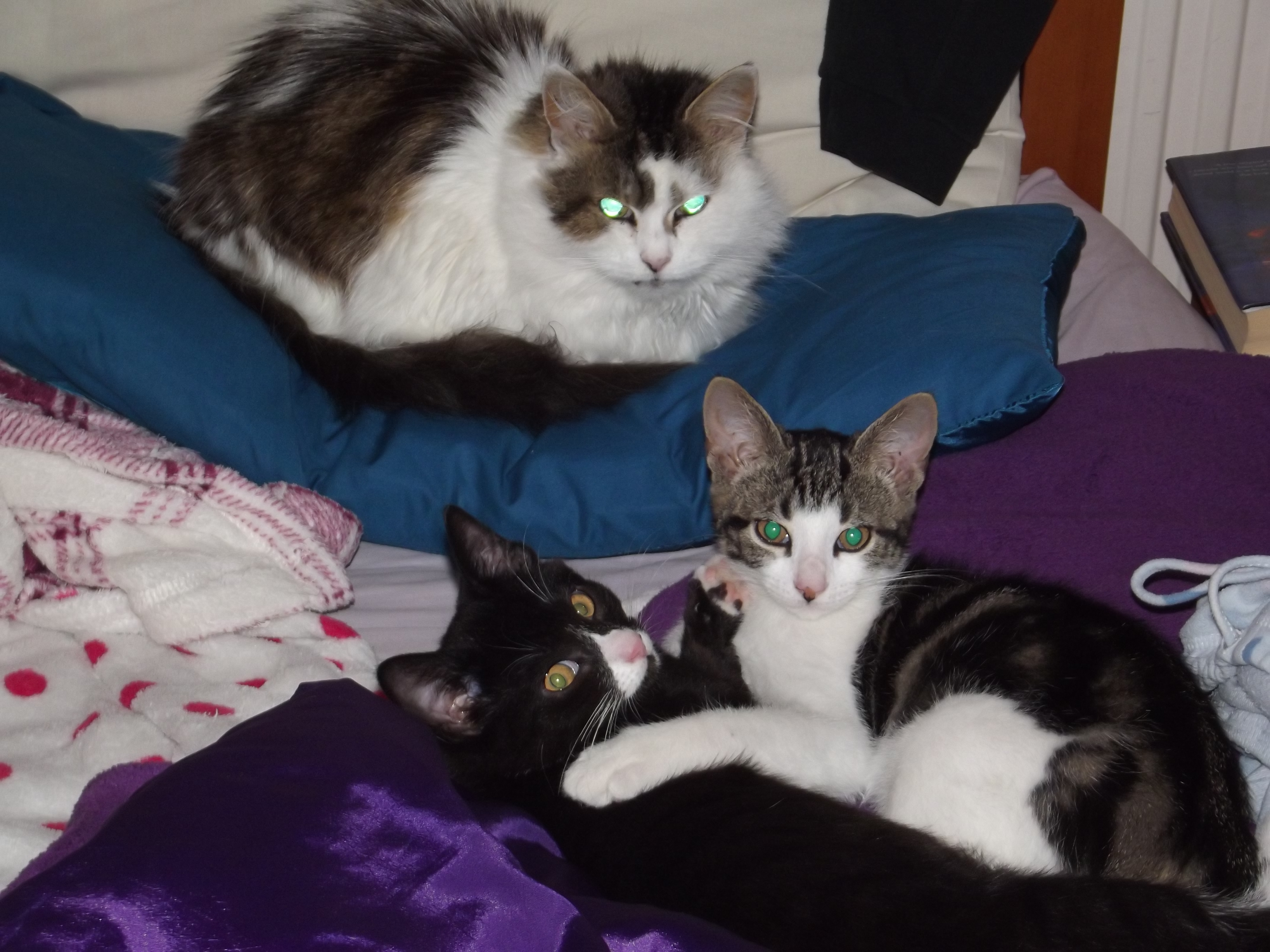 Three cats, two tabby and white and one black and white, in my bed