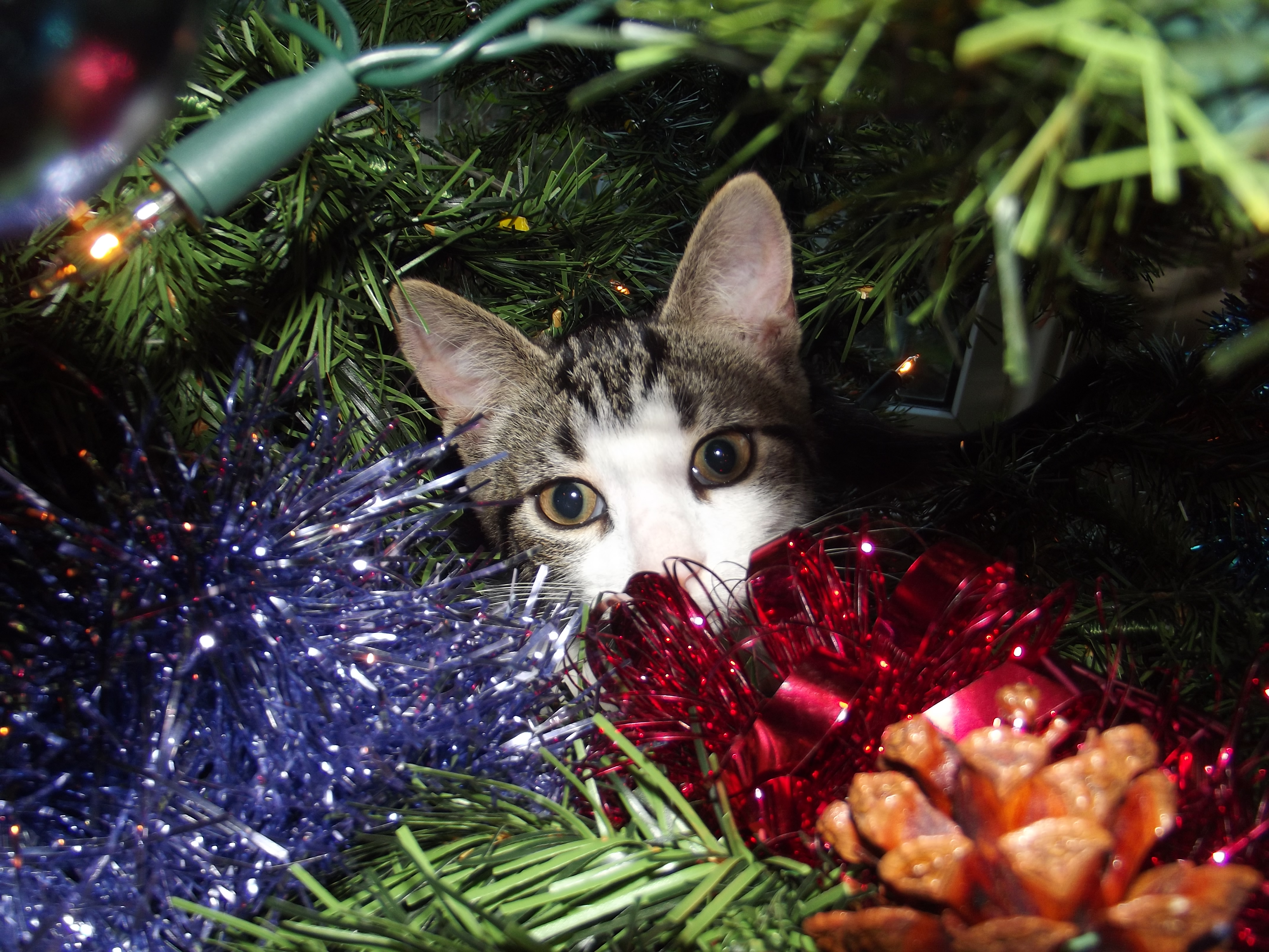 Tabby and white kitten hiding behind the tinsel halfway up a Christmas tree