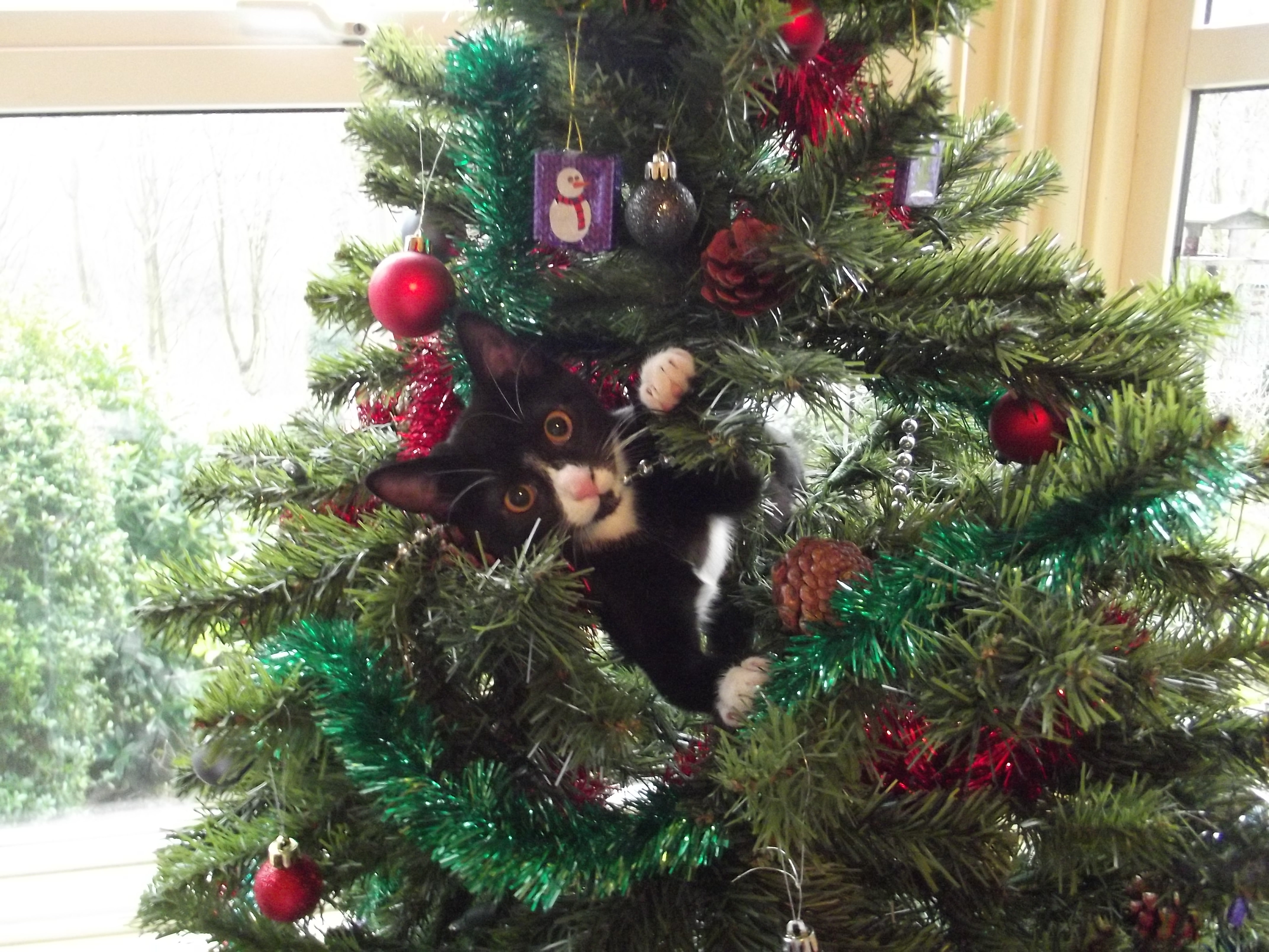 Black adn white kitten up a Christmas tree