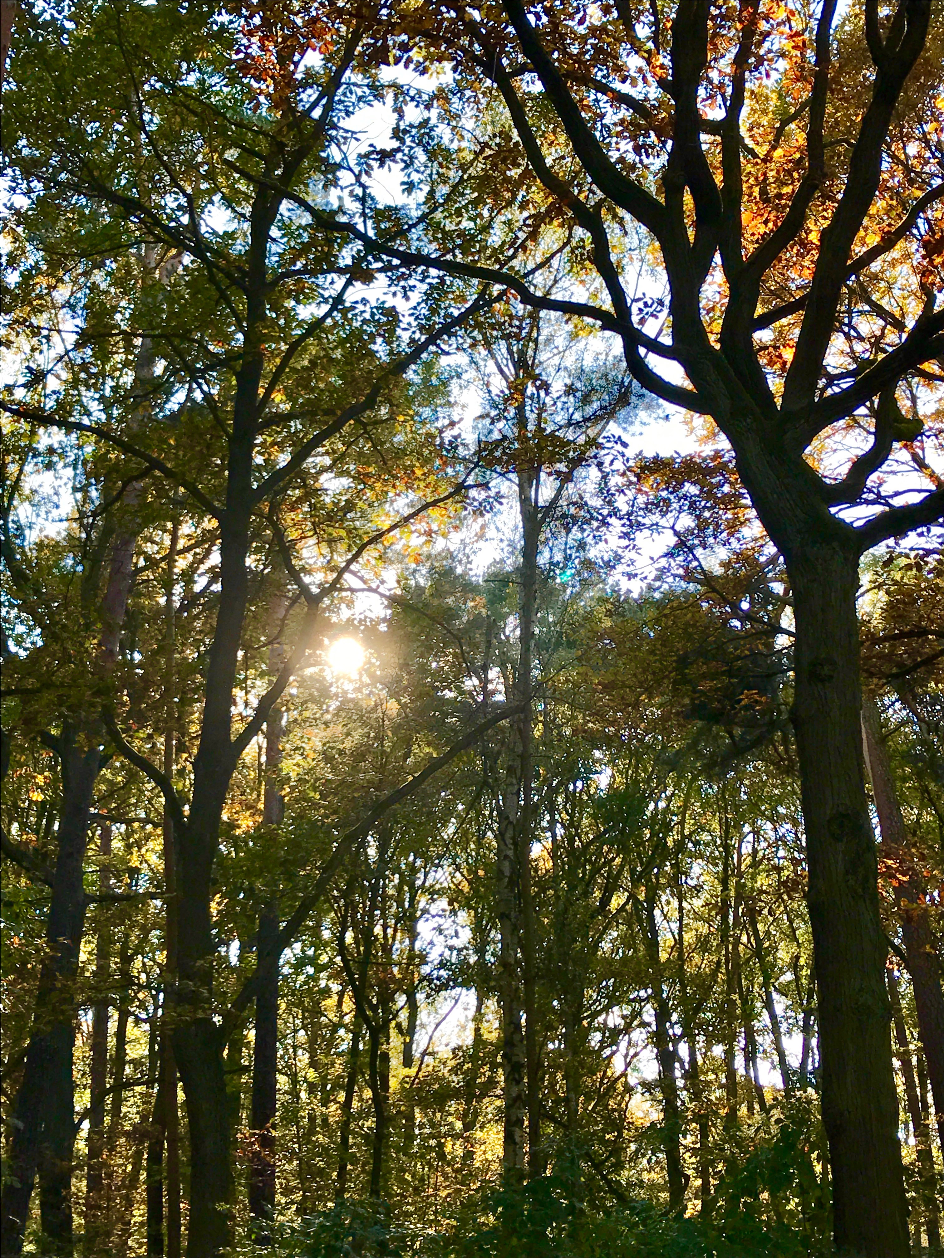 The forest around Wansee
