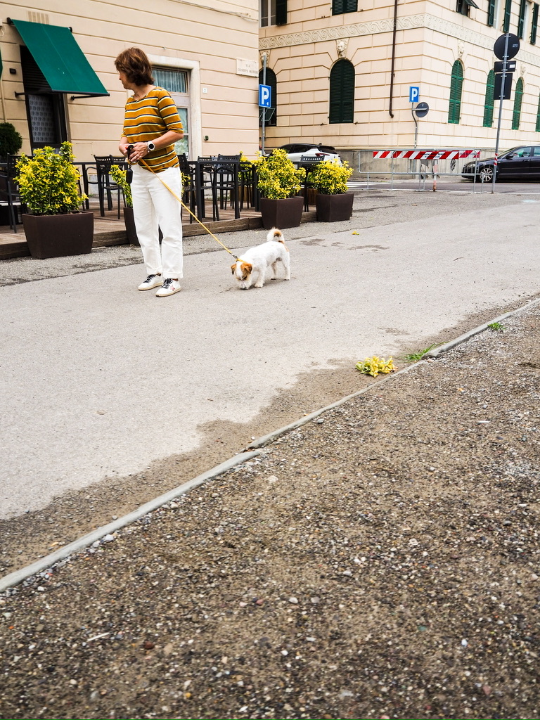 woman walking a dog