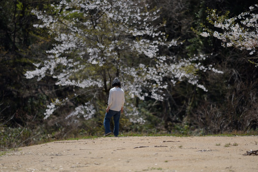 植物のクラス - 繁殖方法や花の有無に基づいた植物のクラス