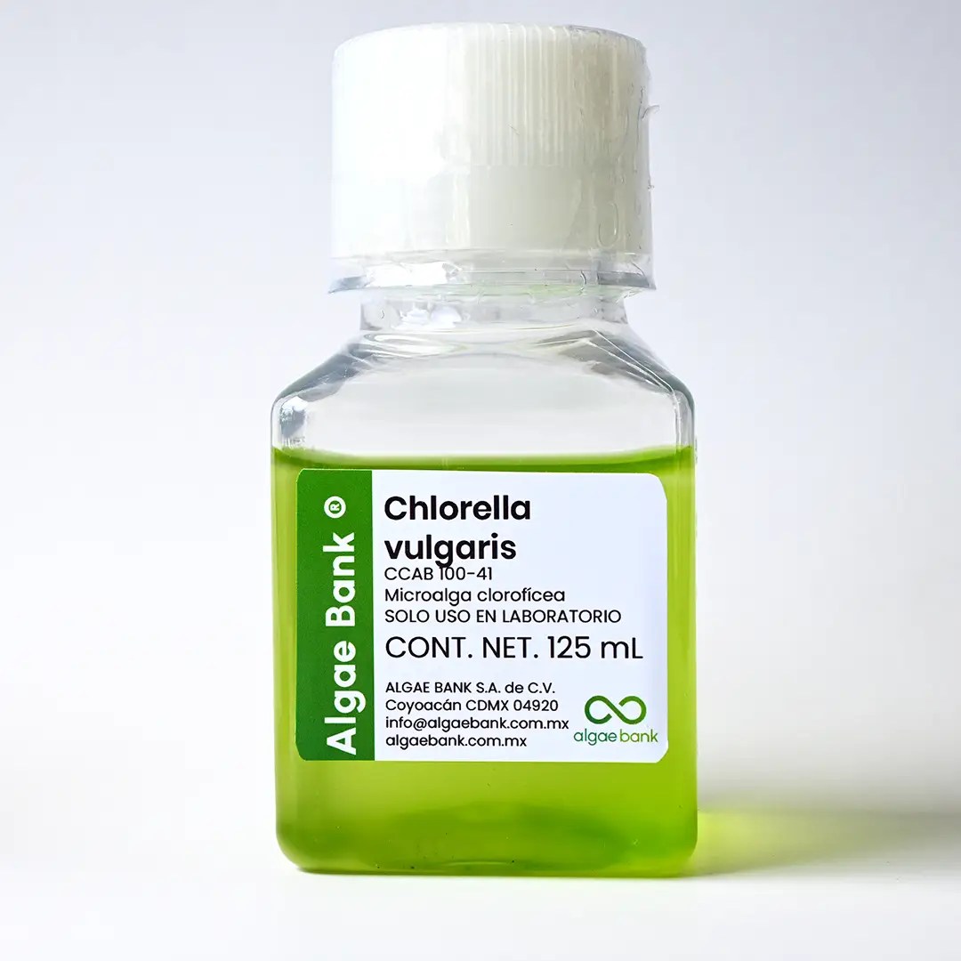 Chlorella vulgaris