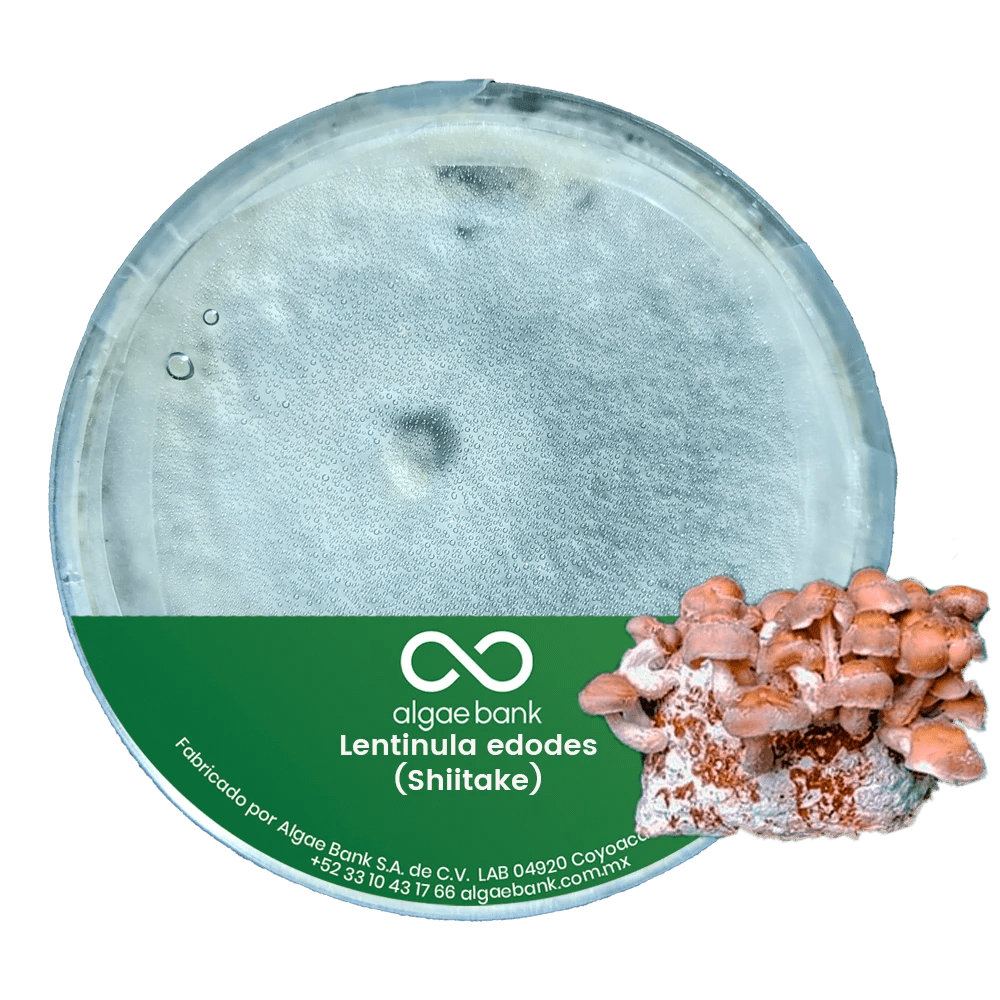 COMPRA EN MEXICO MICELIO EN CAJA PETRI PARA EL CULTIVO DEL HONGO SHIITAKE Lentinula edodes