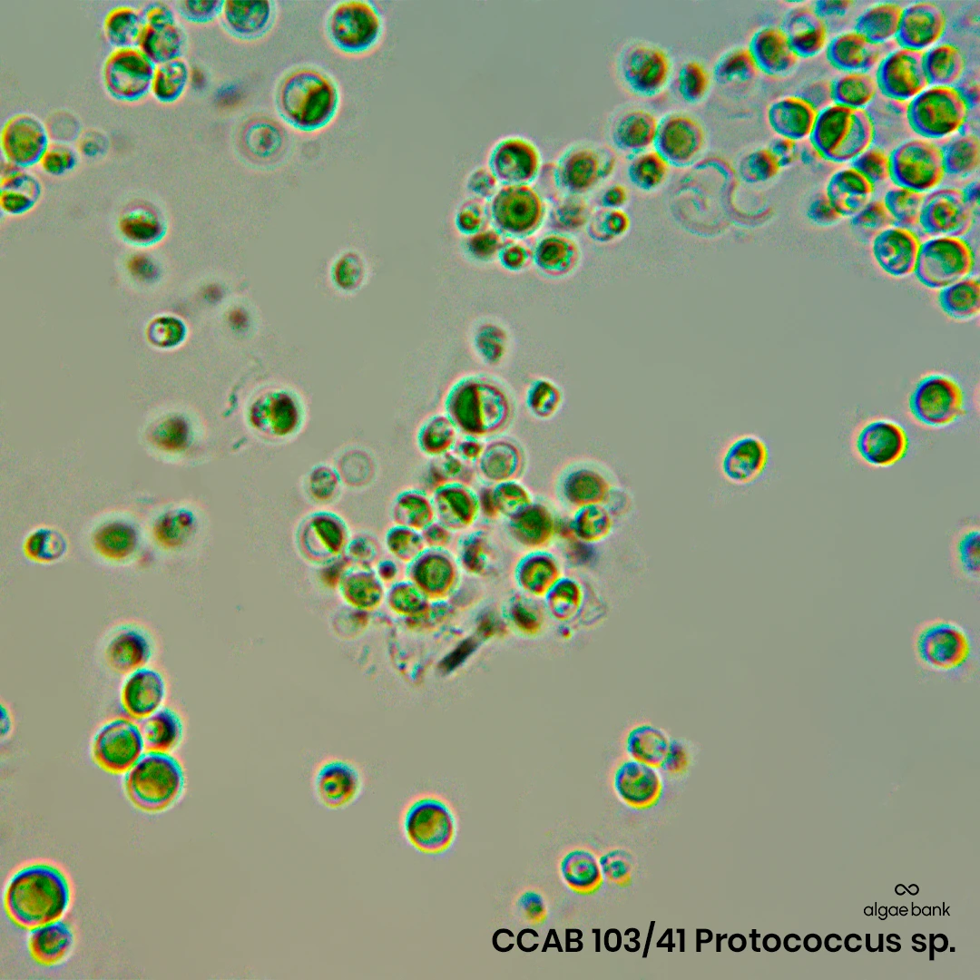Compra en México cultivo iniciador de la microalga Protococcus