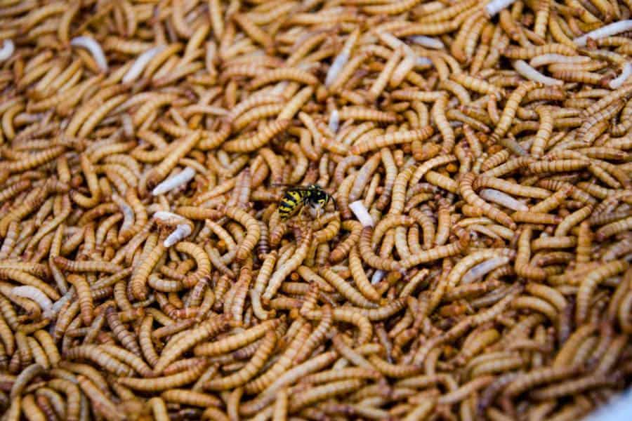 What does it mean to dream of maggots?