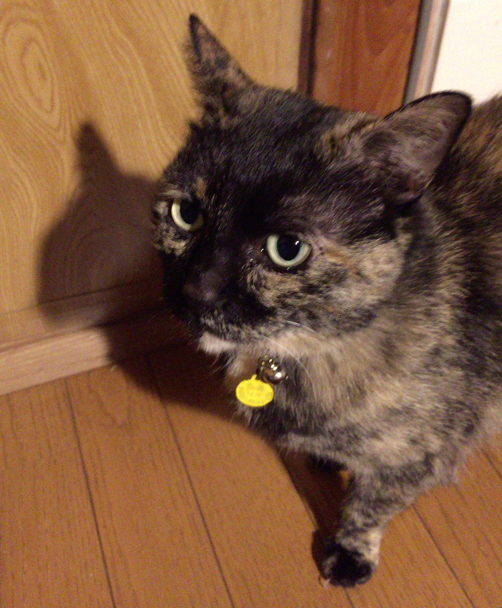 猫の迷子札◆軽くて小さいプラバンがおすすめ手作り名札の作り方