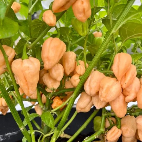 Orange Alien chili