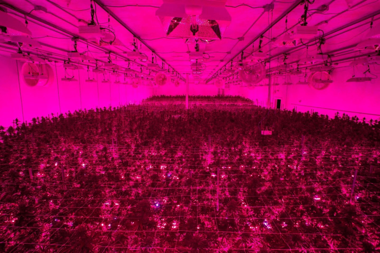 AlienLabs