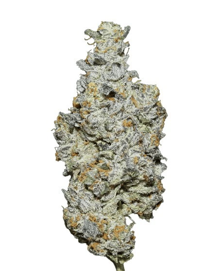 Sherbacio Strain