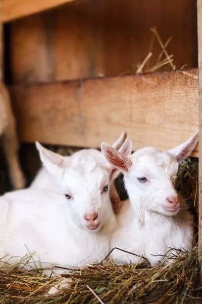  On Goat Stuff Join the AKGA or Renew Your Breeder Membership by 13121 and Get a FREE T-shirt.