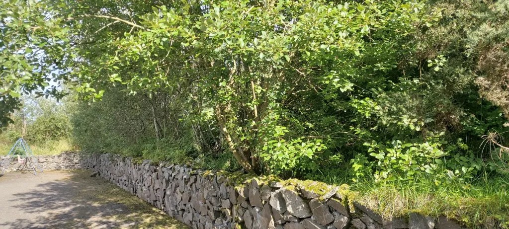 Leafy willowa growing on a banking behind a rough grey stone wall