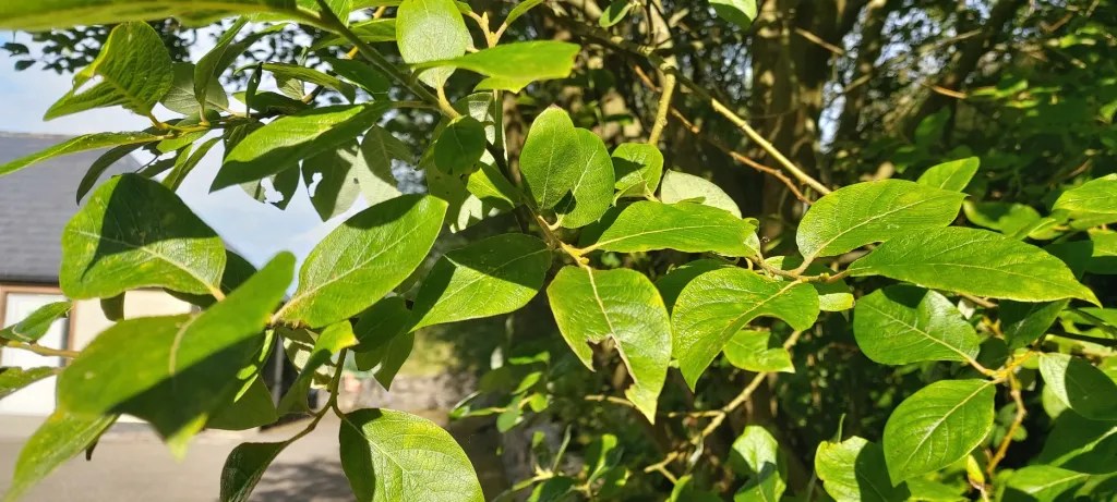 close up of goat willow leaves, bright green, rounded at base but pointed at tip