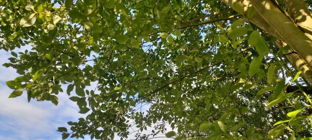green willow foliage against a blue sku