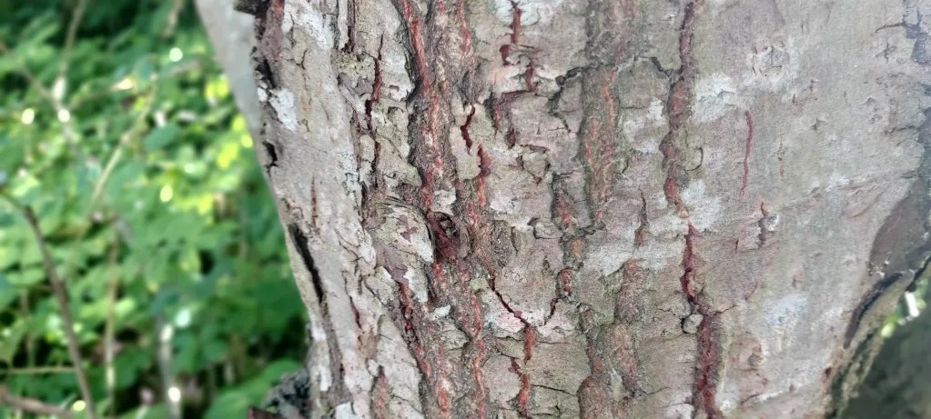 Close up pf texture of willow bark, greyish-brown, peeling and scarred