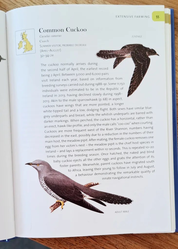 Page from a book with a sketch of a cuckoo in flight, top right, and another perched on a branch, bottom right.