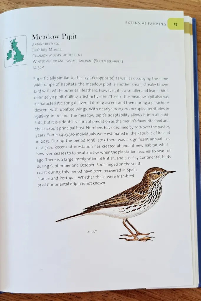 Page from a book with a sketch of a meadow pippit bottom right