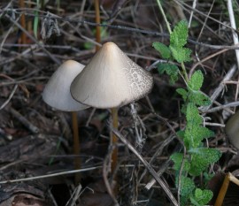 Fungi